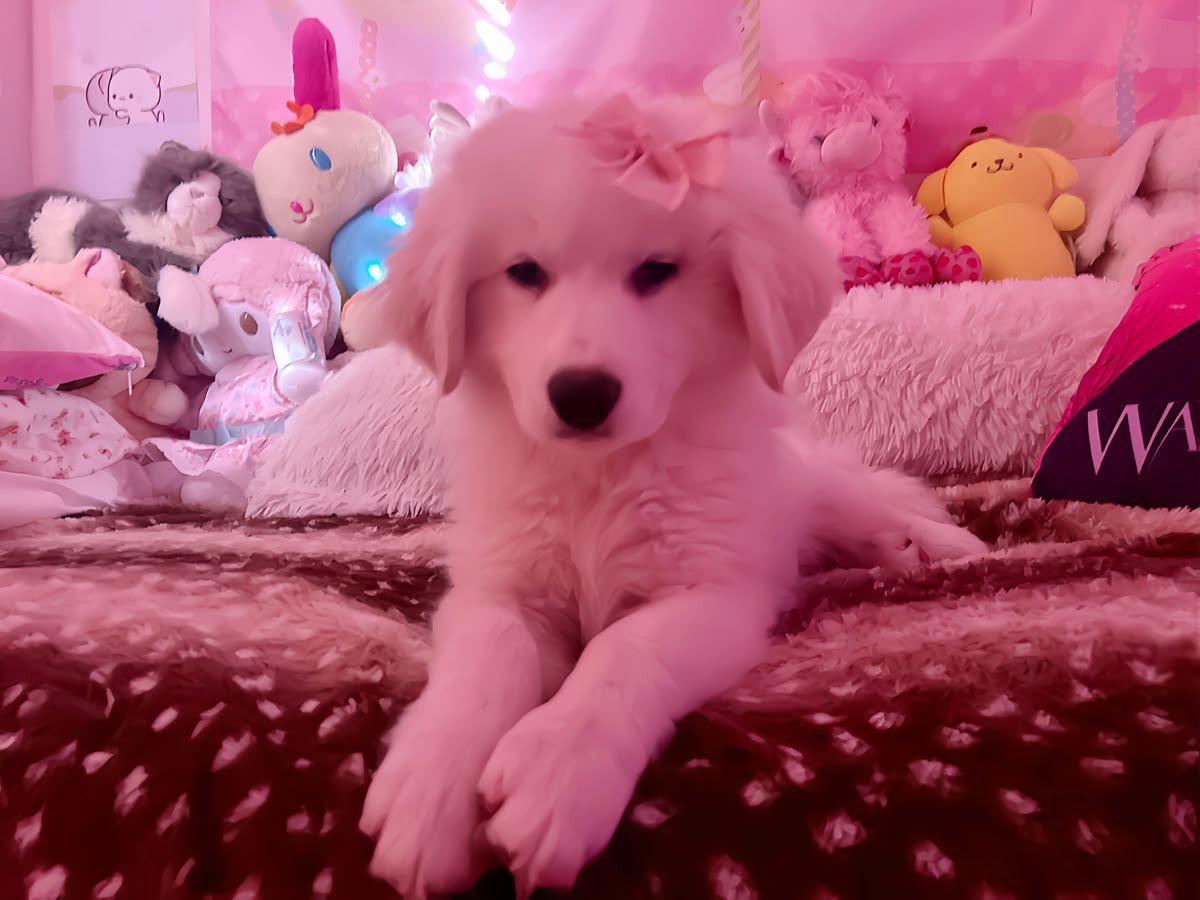 littIepuppi's tweet photo. face reveal since u guys wanna know https://t.co/WiFOWWYXBi