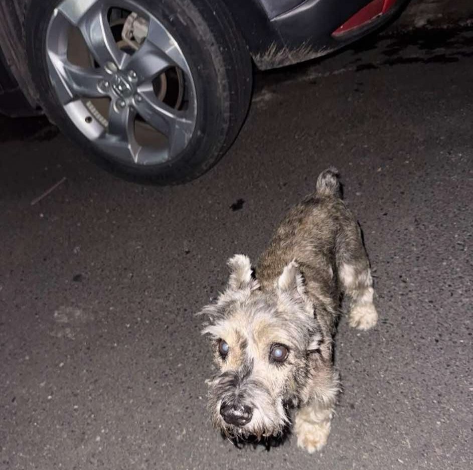 lyssitta's tweet photo. SERVICIO SOCIAL✅️
#deambulando 🆘 🆘 
SE BUSCA A SU FAMILIA 📣 ‼️

Hola 
Podrian ayudarnos a publicar este perrito, se encuentra extraviado en Santa Tecla sobre el bulevar Sur
Contacto 74575097 https://t.co/oJj8667xRm