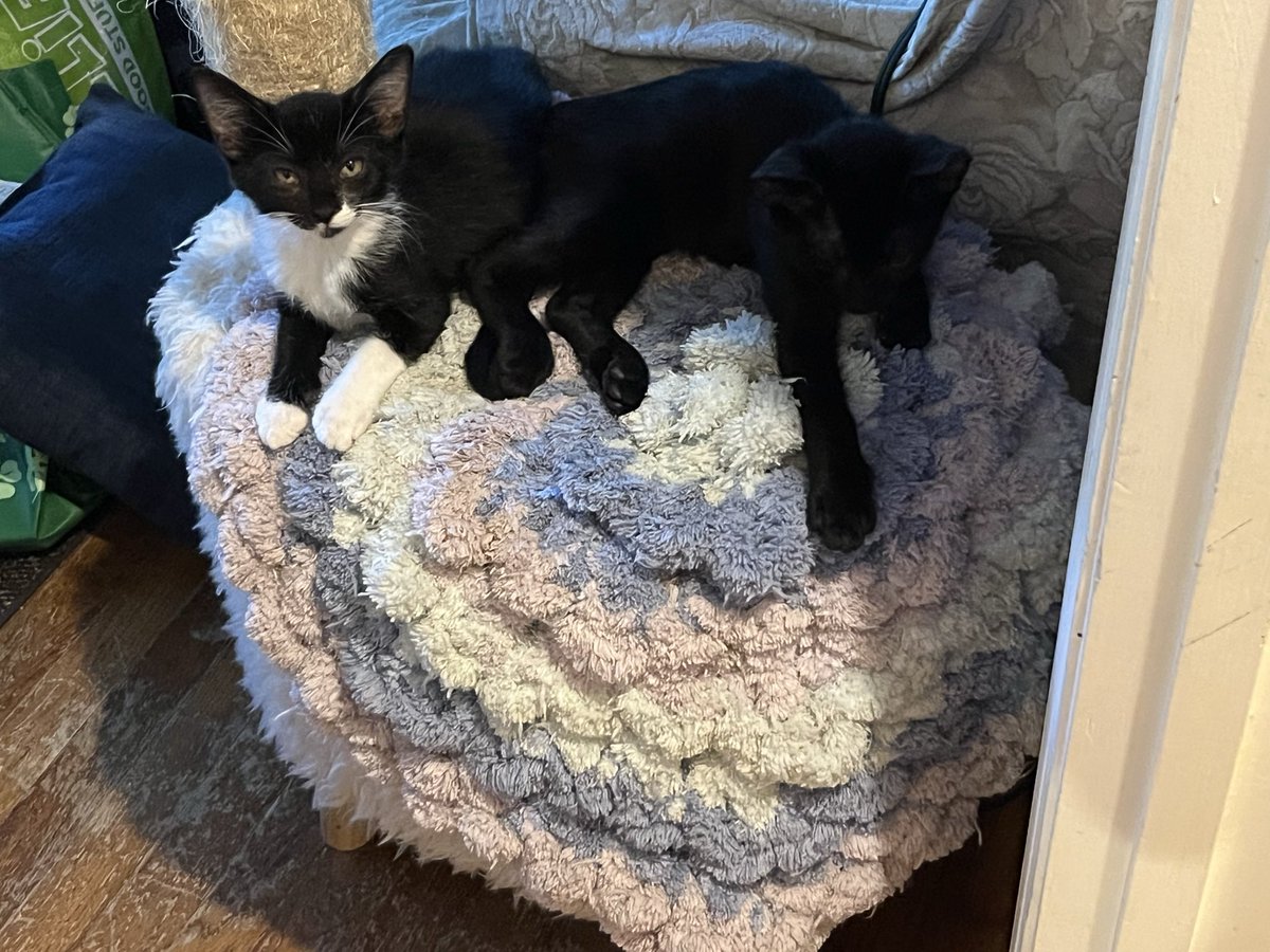 PicassoTheCat2's tweet photo. @ColeTheBlackCat And we have four!! Well three and then a black and white one! 😻😻😻😻 https://t.co/mBSklJsWrX