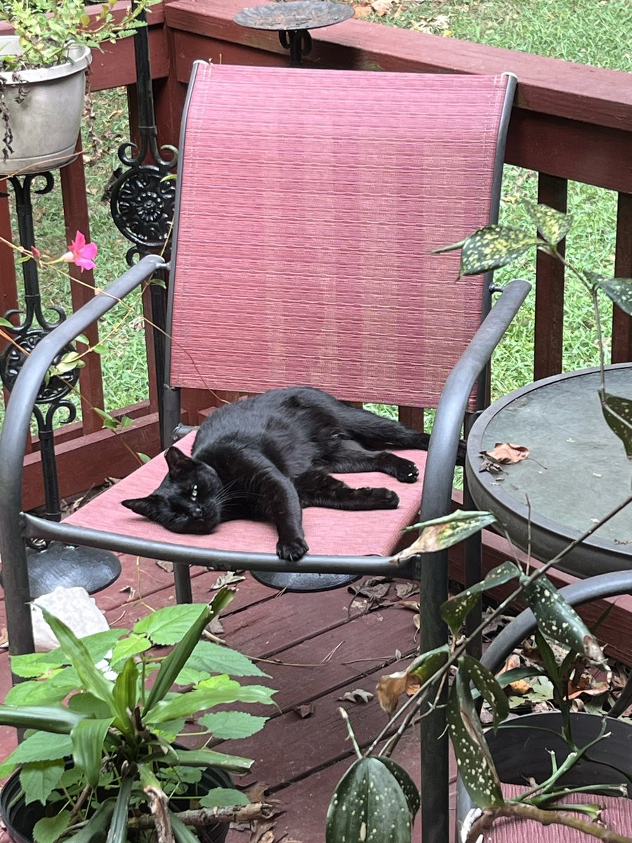 PicassoTheCat2's tweet photo. @ColeTheBlackCat And we have four!! Well three and then a black and white one! 😻😻😻😻 https://t.co/mBSklJsWrX