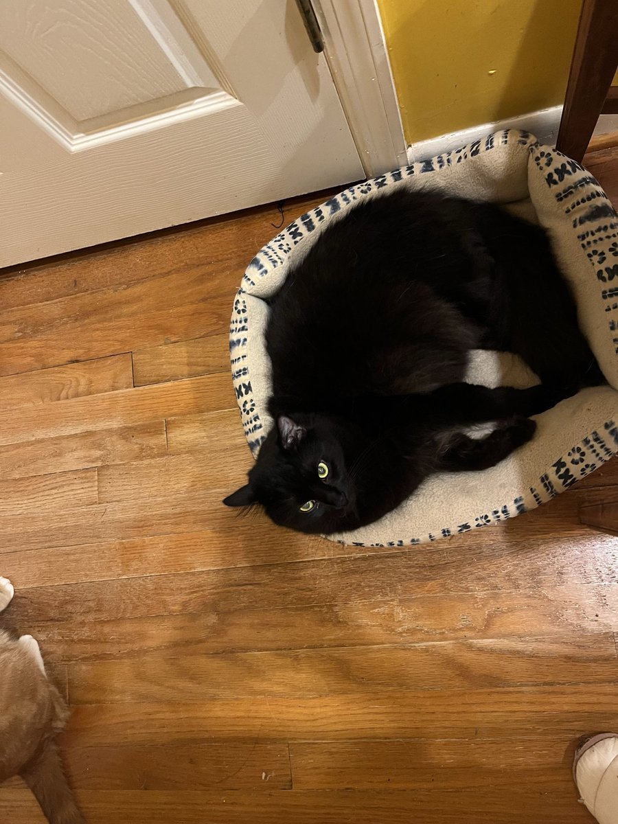 PicassoTheCat2's tweet photo. @ColeTheBlackCat And we have four!! Well three and then a black and white one! 😻😻😻😻 https://t.co/mBSklJsWrX