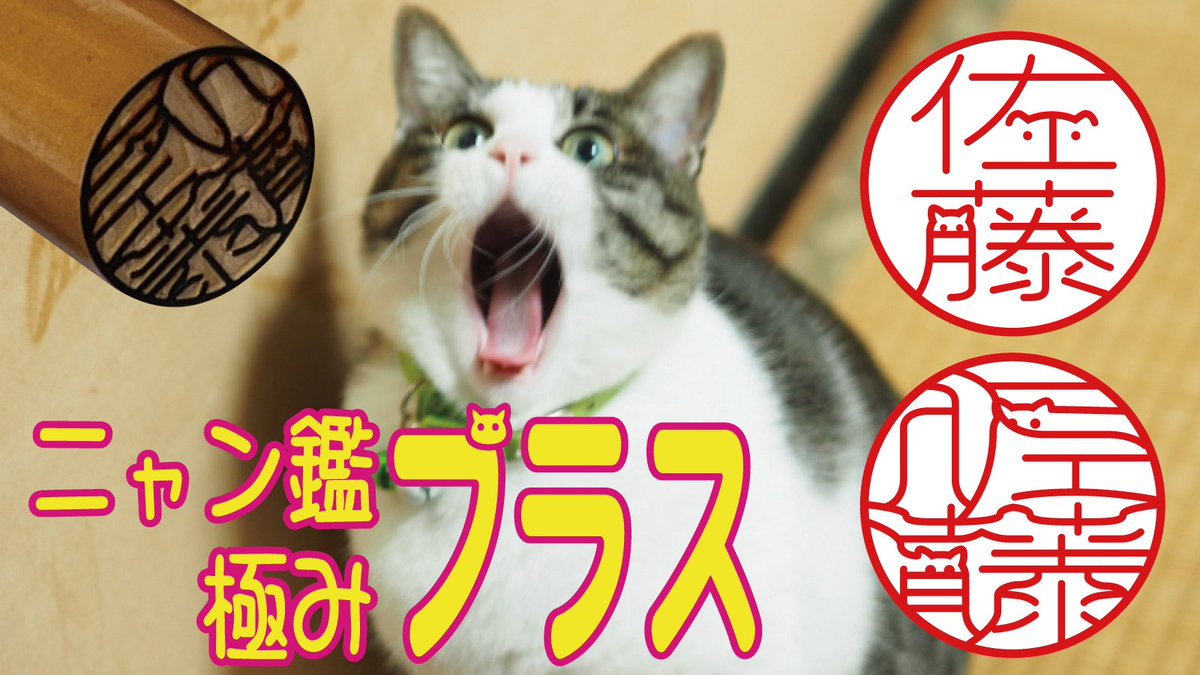 siroji2001's tweet photo. 究極の猫印鑑が猫マシマシで超進化！
「ニャン鑑極みプラス」
https://t.co/XHltMyM5eM
10/15～11/29の期間限定で先行割引販売いたします
人気のニャン鑑極みに瞳のデザインを追加
全ての猫推しさんに捧げる印鑑です
#猫のいる生活 #猫好きさんと繋がりたい #猫 https://t.co/gFRlTP0PXk