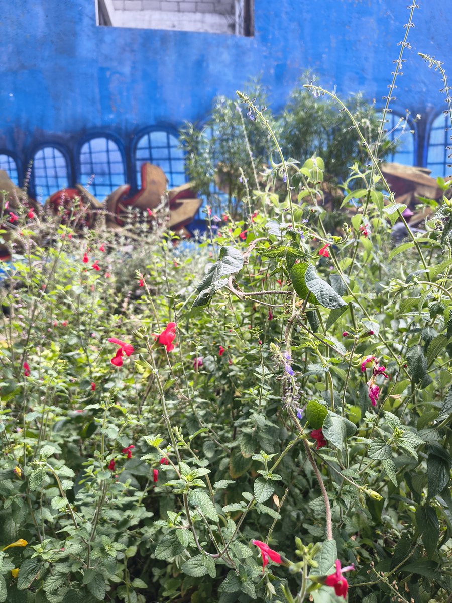 Alejandrodulove's tweet photo. El Jardin Polinizador del Parque Jerusalem en Puebla tiene señalitica de "No podar" pero no solo lo podaron, lo destruyeron, todos los árboles y arbustos eran el refugio, alimento y lugar de reproducción de fauna beneficia cómo abejas,mariposas, escarabajos, lagartijas, aves, etc https://t.co/HOskKdXtSW