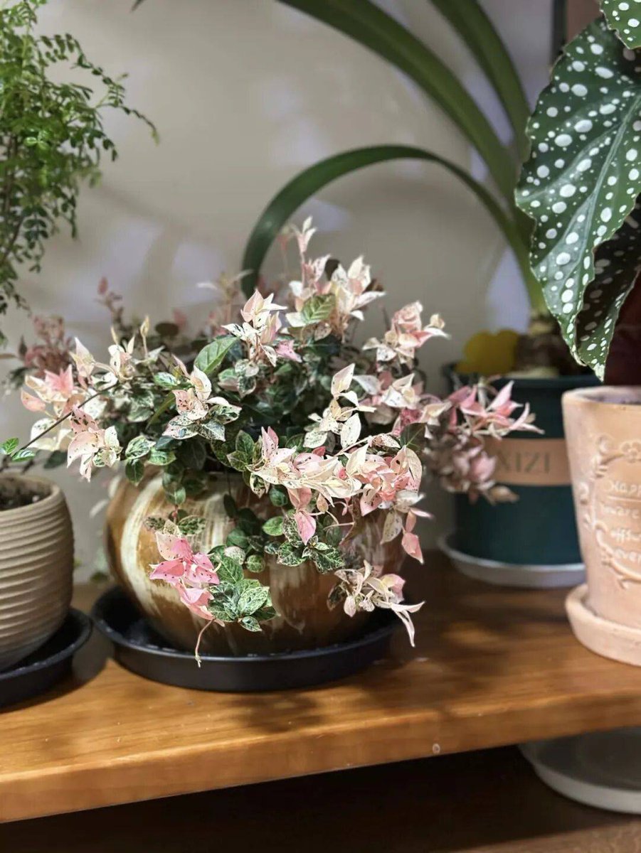 iam_gregryc_96d's tweet photo. Look at this vintage-style plant with twisting vines—its gnarled, lumpy stem (that’s the “藤什诟蒂刚” part I spotted!) brings such quirky, wild charm to my windowsill!， https://t.co/fpXVKQ2H4Z