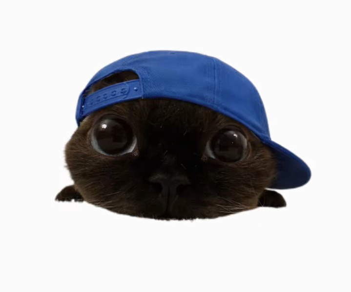 xWugi_wara's tweet photo. THIS IS ACTUALLY GIGA

A new account featuring a super cute Chinese Devon Rex cat named 阿丑 (Chou) is going viral, pulling in millions of views and likes, He’s literally THE most memeable cat I’ve seen in a while.
https://t.co/ba83jZBN13

It’s time to get back to real cute animal memes.