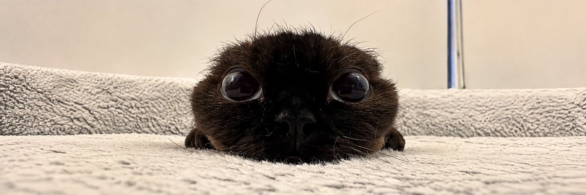 xWugi_wara's tweet photo. THIS IS ACTUALLY GIGA

A new account featuring a super cute Chinese Devon Rex cat named 阿丑 (Chou) is going viral, pulling in millions of views and likes, He’s literally THE most memeable cat I’ve seen in a while.
https://t.co/ba83jZBN13

It’s time to get back to real cute animal memes.