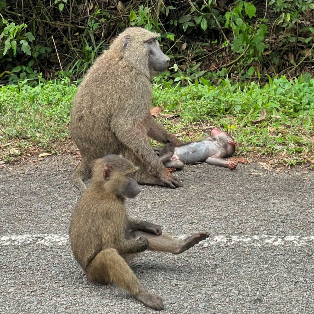 Pearlof_Africa's tweet photo. MOTORISTS PLEASE BE MERCIFUL WHEN YOU SEE ANIMALS CROSSING:

Right in front of us, a young baboon tried to cross the road and get back to its mother. Before it could reach her, a speeding taxi (matatu) struck and killed the little one.

What happened afterwards was incredibly difficult to watch.

The mother stayed beside her baby. With a lot of grief, held it close and kept checking for any sign of life. For quite some time, she tried to hide and protect the little body, almost as though she could not accept that her baby was gone.
Other members of the troop eventually came closer too. They gathered around, checked on the little one and remained nearby. You could sense the confusion, grief and pain surrounding that tiny body.

Moments like this remind us that the roads passing through wildlife areas are not just roads. They pass through someone else’s home.
Wild animals form bonds, care for their young and can show profound responses to loss. A mother losing her baby is a tragedy, whether we witness it in our own communities or in the wild.

Please, when driving through national parks, forests and other protected areas, slow down. Give wildlife enough time and space to cross safely. A few seconds of patience can mean the difference between life and death.

This happened inside a protected area. These animals deserved the space and time to move safely through their own home.
We cannot undo what happened today, but perhaps this little life can remind someone else to take their foot off the accelerator.
Slow down. Give wildlife a chance. Their lives matter too.

Rest in peace, little one.—  feeling sad.