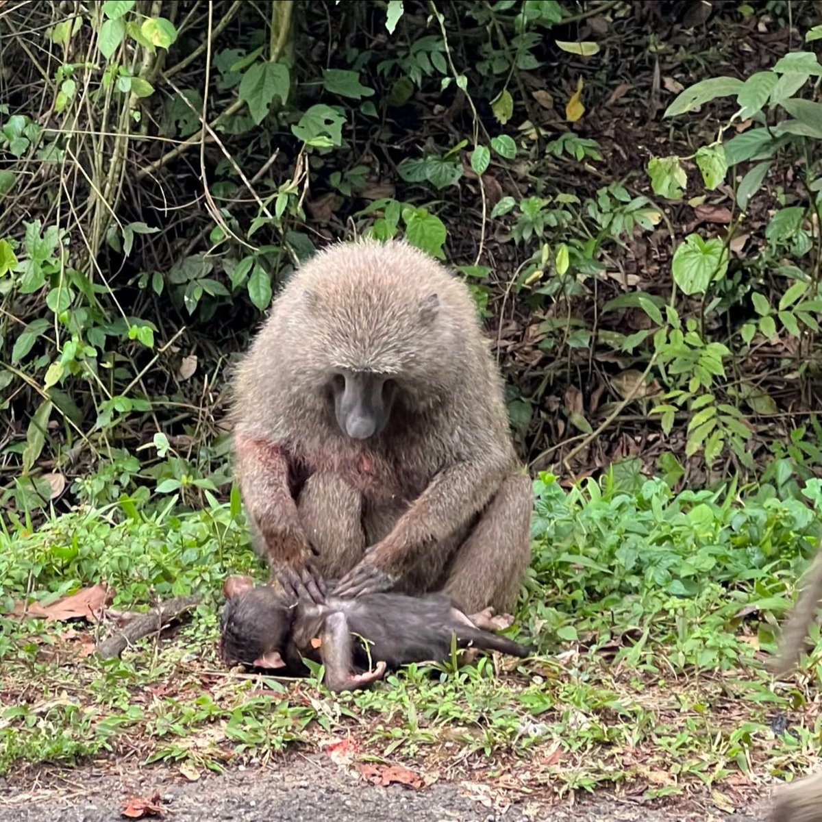 Pearlof_Africa's tweet photo. MOTORISTS PLEASE BE MERCIFUL WHEN YOU SEE ANIMALS CROSSING:

Right in front of us, a young baboon tried to cross the road and get back to its mother. Before it could reach her, a speeding taxi (matatu) struck and killed the little one.

What happened afterwards was incredibly difficult to watch.

The mother stayed beside her baby. With a lot of grief, held it close and kept checking for any sign of life. For quite some time, she tried to hide and protect the little body, almost as though she could not accept that her baby was gone.
Other members of the troop eventually came closer too. They gathered around, checked on the little one and remained nearby. You could sense the confusion, grief and pain surrounding that tiny body.

Moments like this remind us that the roads passing through wildlife areas are not just roads. They pass through someone else’s home.
Wild animals form bonds, care for their young and can show profound responses to loss. A mother losing her baby is a tragedy, whether we witness it in our own communities or in the wild.

Please, when driving through national parks, forests and other protected areas, slow down. Give wildlife enough time and space to cross safely. A few seconds of patience can mean the difference between life and death.

This happened inside a protected area. These animals deserved the space and time to move safely through their own home.
We cannot undo what happened today, but perhaps this little life can remind someone else to take their foot off the accelerator.
Slow down. Give wildlife a chance. Their lives matter too.

Rest in peace, little one.—  feeling sad.
