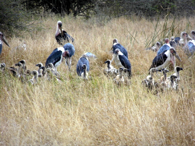 WillKnocker's tweet photo. Convocation of Scavengers...
#nnpat80 
The vultures are White-backed... https://t.co/3cguvHHmvB