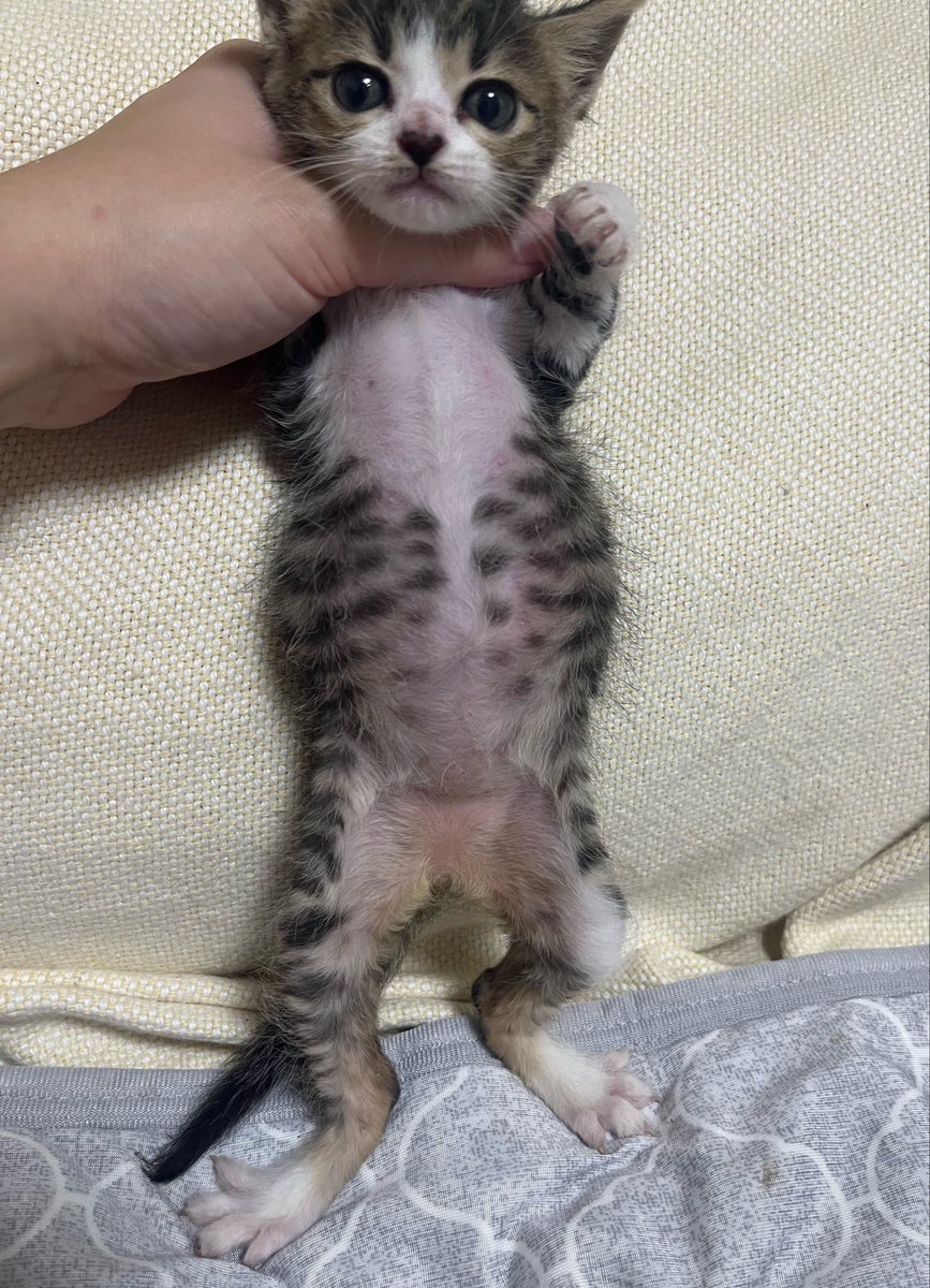 gomezcat7's tweet photo. 有識者の方、ぜひ教えてください。子猫のぽんぽこりん具合としては問題ありませんか？いつもミルク飲むたびお腹が膨らむんですが、成長したらさらにぱんぱんに膨らむようになりました。獣医さんは爆笑してたけど、私も笑ってて大丈夫？
　
#猫　#チーチー成長記 https://t.co/pfPWnIX50E