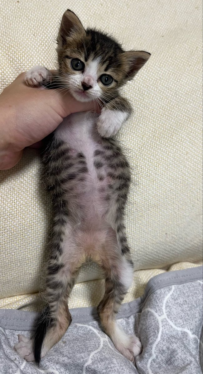 gomezcat7's tweet photo. 有識者の方、ぜひ教えてください。子猫のぽんぽこりん具合としては問題ありませんか？いつもミルク飲むたびお腹が膨らむんですが、成長したらさらにぱんぱんに膨らむようになりました。獣医さんは爆笑してたけど、私も笑ってて大丈夫？
　
#猫　#チーチー成長記 https://t.co/pfPWnIX50E