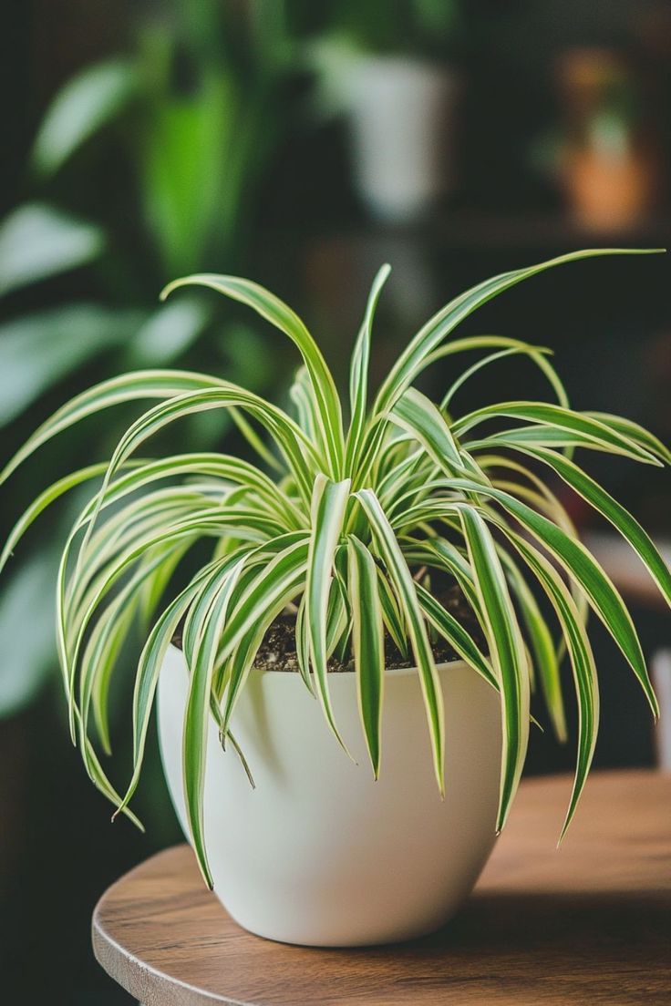 TheBiotaDiary's tweet photo. Indoor decoration ~

#spiderplant #plant #diary https://t.co/a7UNicDwUh