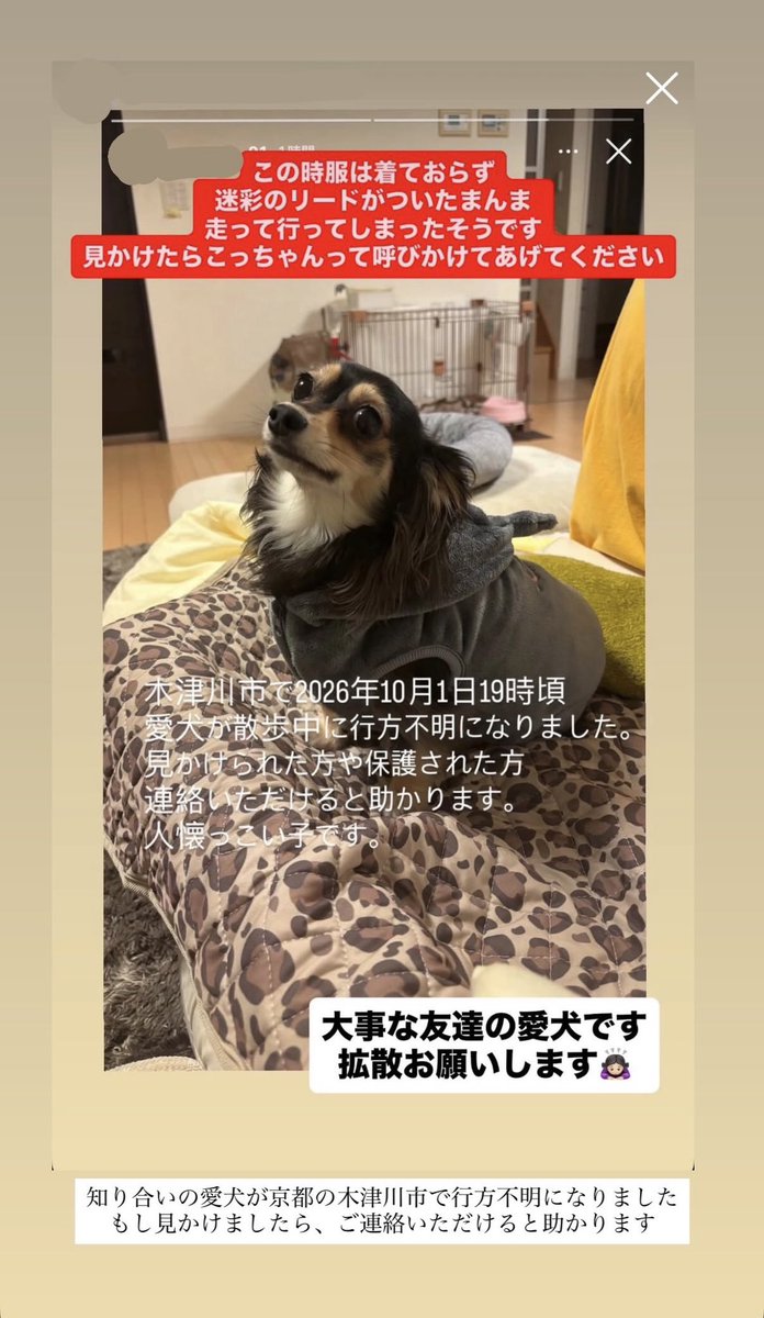 HONEYs_UE25's tweet photo. 《HANAと関係ないポストですみません》

知り合いの愛犬が京都の木津川市で行方不明になってしまいました。
見かけた際はご連絡ください。 https://t.co/cVPERQNyyY