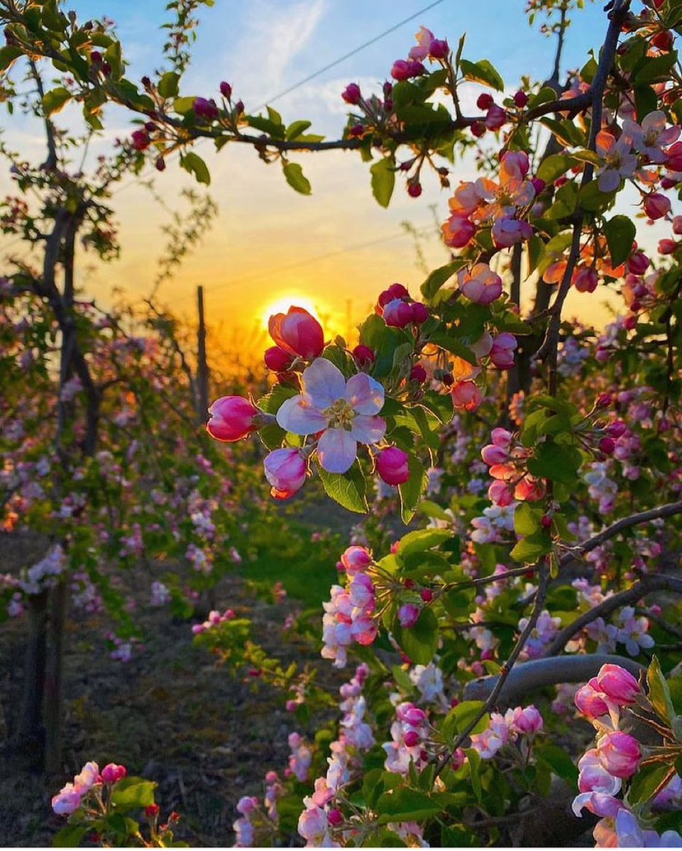 iamMaryHardy's tweet photo. There’s this feeling of Serenity I get from lookin at Nature Pictures 🥰🥰🥰

#flowers #nature #naturephotography #happy https://t.co/lJxHnA2CU5