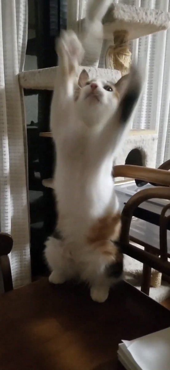 ertk_mk_ct's tweet photo. こないだブログのトルネードわんこの話題で盛り上がったので、ウチの破天荒にゃんこを紹介いたします。

#こるね時間ある時みてね https://t.co/9r8AeiMegM