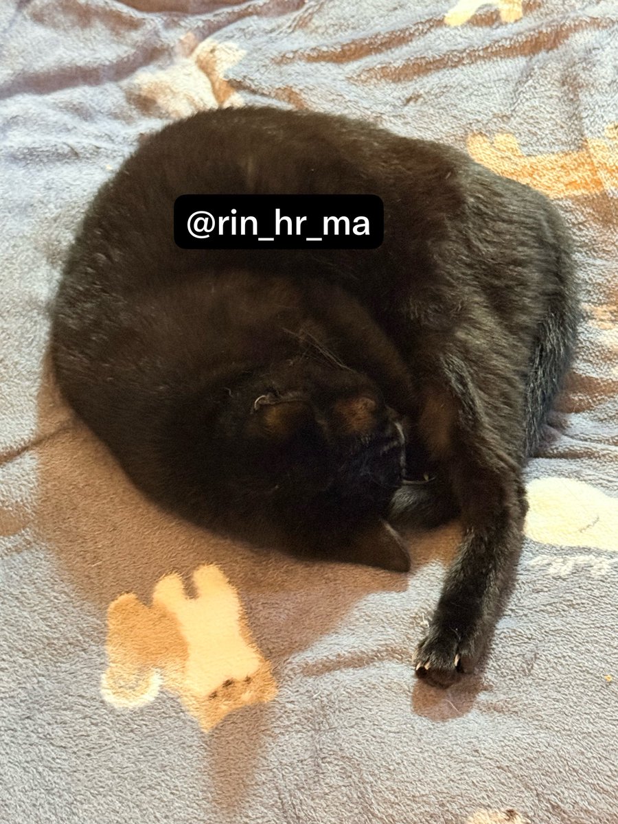 rin_hr_ma's tweet photo. ゲームしようかと思ってソファ見たら猫寝てたから起きるまでゲームやらずに待ってよう https://t.co/ei1DlG7bfK