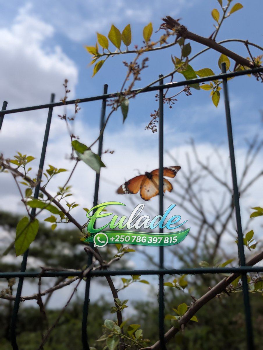 Eulad_ee's tweet photo. We often care about the big wildlife mammals, reptiles, and amphibians. But what about the tiny wonders, like butterflies and other insects? 

They may be small, but they play important roles in our ecosystems. Let’s not overlook them. https://t.co/7bgJSJdAk7