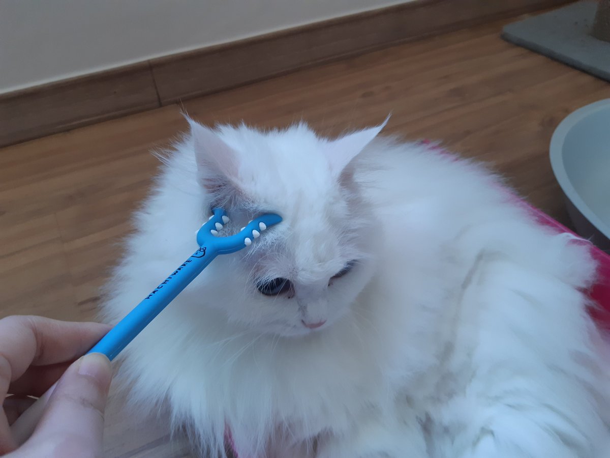 low0cat's tweet photo. 토벌 https://t.co/u63DANyqU9