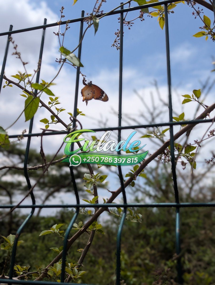 Eulad_ee's tweet photo. We often care about the big wildlife mammals, reptiles, and amphibians. But what about the tiny wonders, like butterflies and other insects? 

They may be small, but they play important roles in our ecosystems. Let’s not overlook them. https://t.co/7bgJSJdAk7