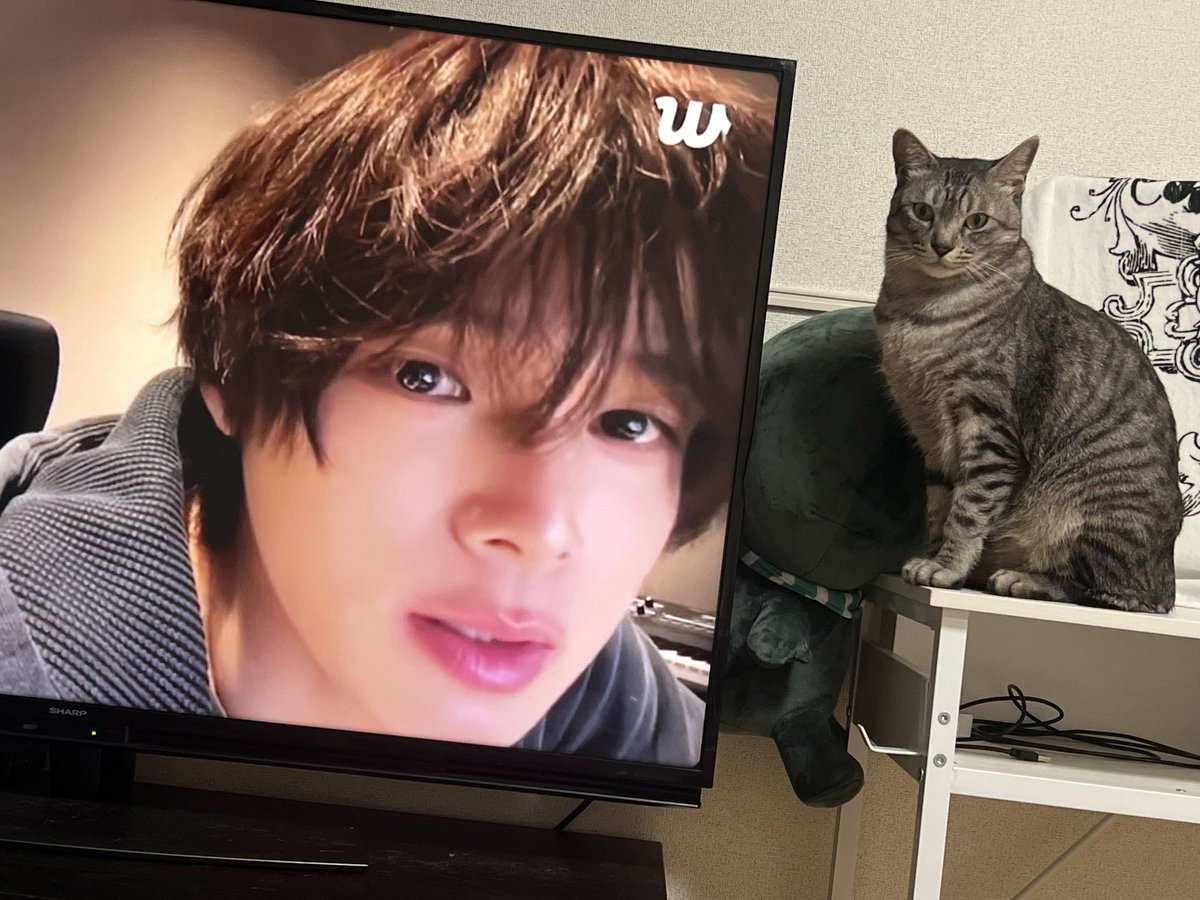 whatislovelac's tweet photo. シンクロしてる(*ΦωΦ) https://t.co/5kfQmBr04T