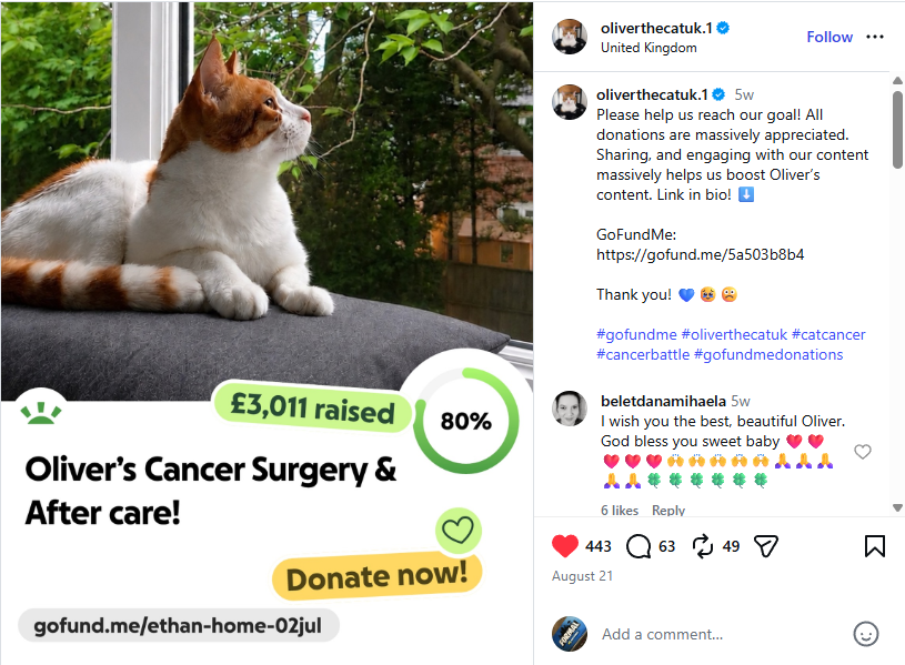 useinstagifts's tweet photo. Maybe we can help Oliver the cat with his surgery? 

https://t.co/lRzc6oYSFX https://t.co/ip7ilHzIuh