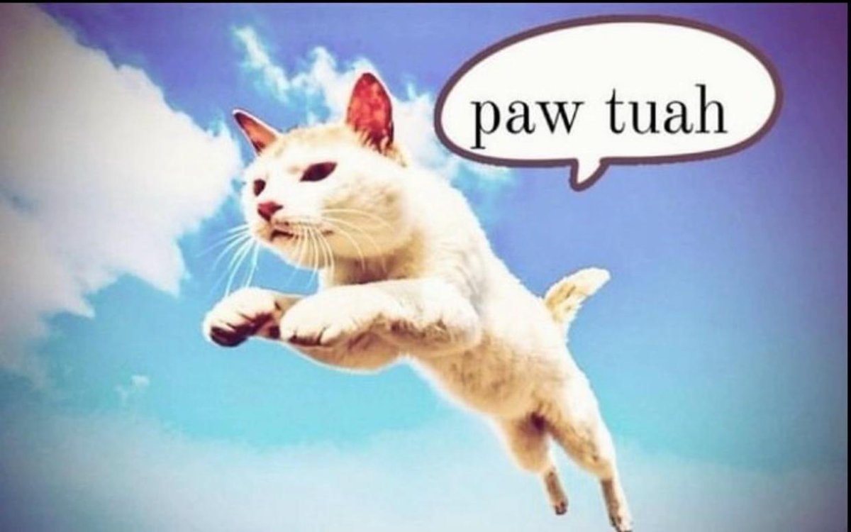 melancholypaws's tweet photo. https://t.co/c6AdzGmutj