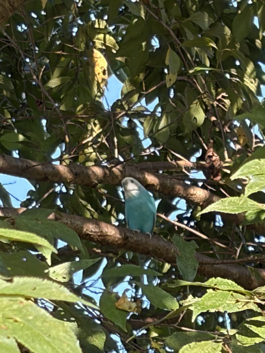 meri_meri29's tweet photo. 先ほど桜の木に迷子のセキセイイインコが居ました。
しばらく居てある程度近づいてくれるのですが、網もなく鳥籠もなくごめんなさい保護することができませんでした。
無事にお家に帰ってくれると良いのですが https://t.co/0Sv8NNBjn1