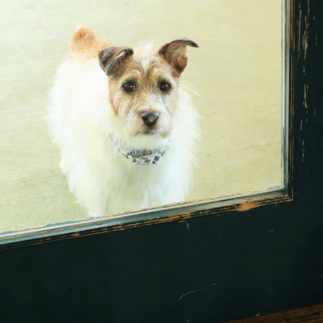 studiodogrun's tweet photo. 最近、ジェットに親友が増えました♪

白い犬、スタンプです。

会えばすぐにじゃれ合って、
すっかり仲良し。
これからどんなコンビになっていくのか、楽しみです。

#スタンプ #看板犬 https://t.co/KRW8gfi0Ar