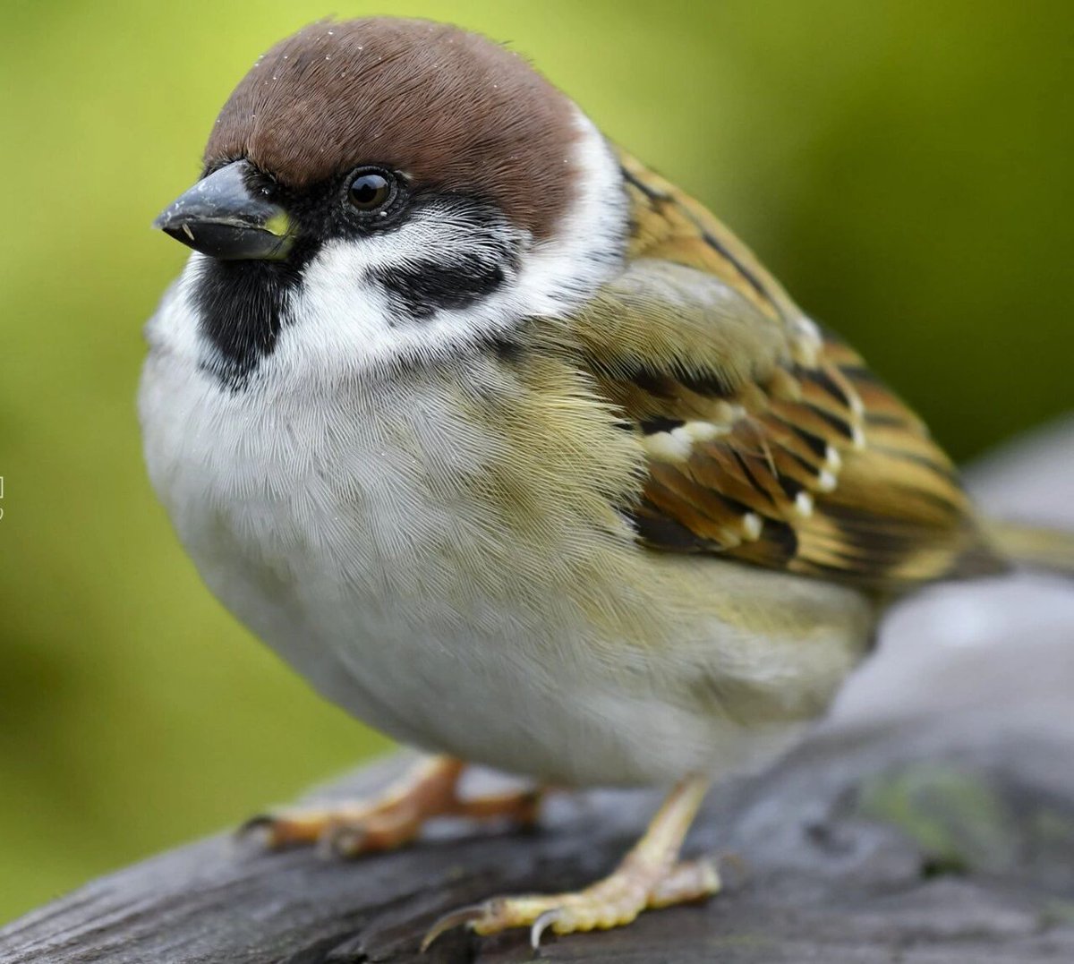 beaup441288's tweet photo. "Fat sparrow, quick motion, suppressed emotion, pod-shaped snack, greedy little guy watching crumbs!" https://t.co/7pqVdYqqIU