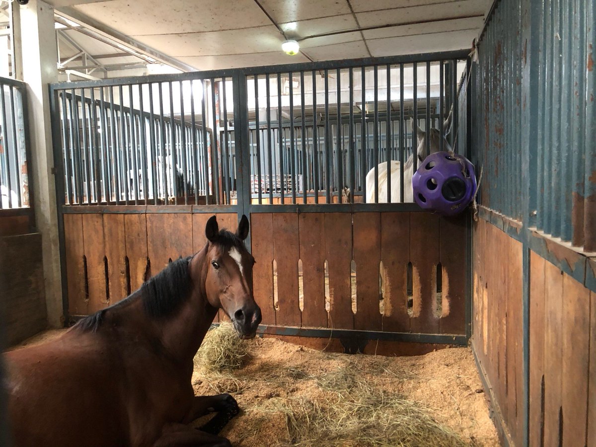 rosefeath_9_aed's tweet photo. The stable attendants, stationed here, all show poor quality in their work. https://t.co/jZoyfFzn16