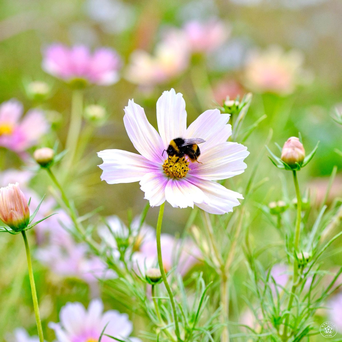 VenetiaJane's tweet photo. Cosmos are another birth flower for those born in October. Their name comes from the Greek “κόσμος”, meaning order, harmony or adornment. Perhaps inspired by their name, and the balanced shape of the flowers, cosmos have come to symbolise harmony and perfection. #FlowersOnFriday https://t.co/MRBPNGV79Z