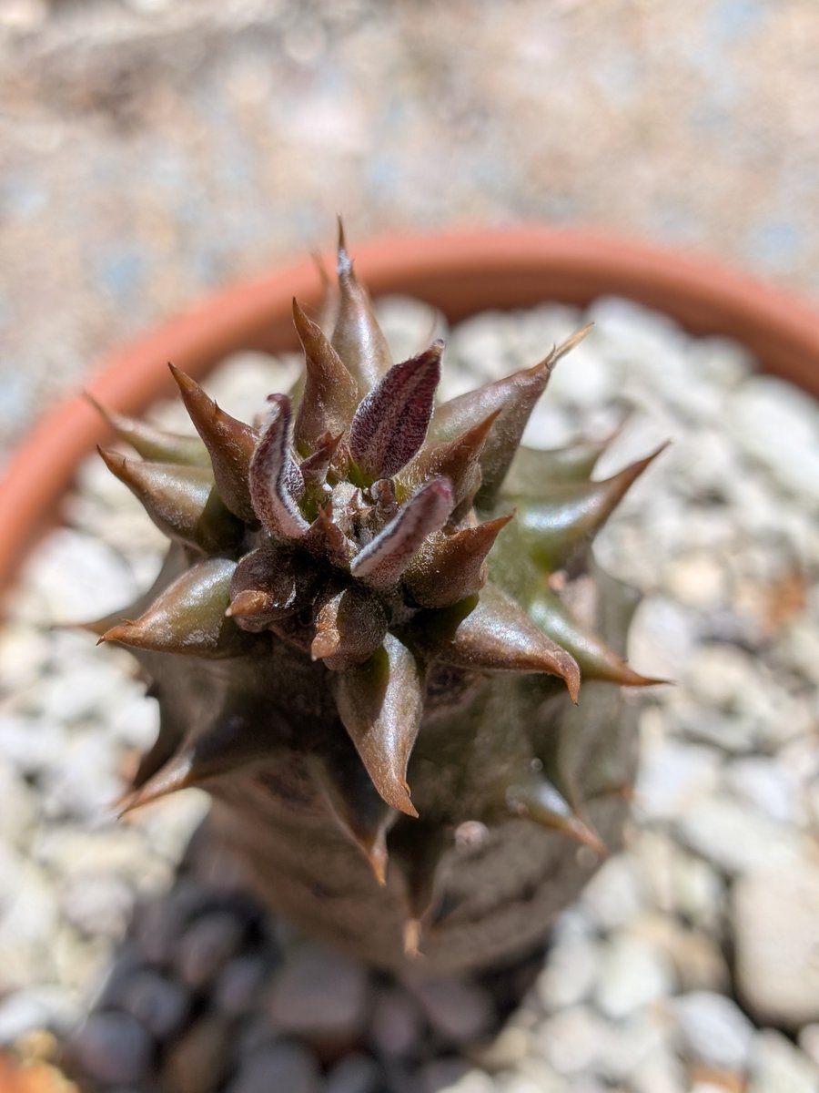 logcactus tweet picture