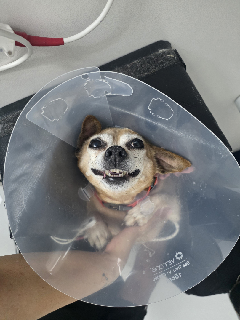 NoHoVet's tweet photo. Pet surgery recovery sometimes comes with the famous cone of shame. 😄🐾 It may not be their favorite accessory, but a recovery cone helps protect the incision and supports healing. Keep it on as directed and give them extra love. #PetRecovery #PostOpCare https://t.co/HtmNhmIjOx