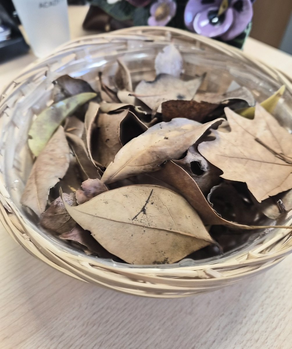 Macabbatt's tweet photo. Starting the day by gathering fallen leaves as a tribute to the deceased—a very autumnal activity. https://t.co/BWn37loQzw