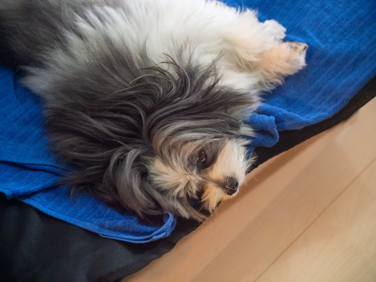INU_them_all's tweet photo. lumix gx1 helios44-2 58mmf2 https://t.co/HK6oLhWs1Z