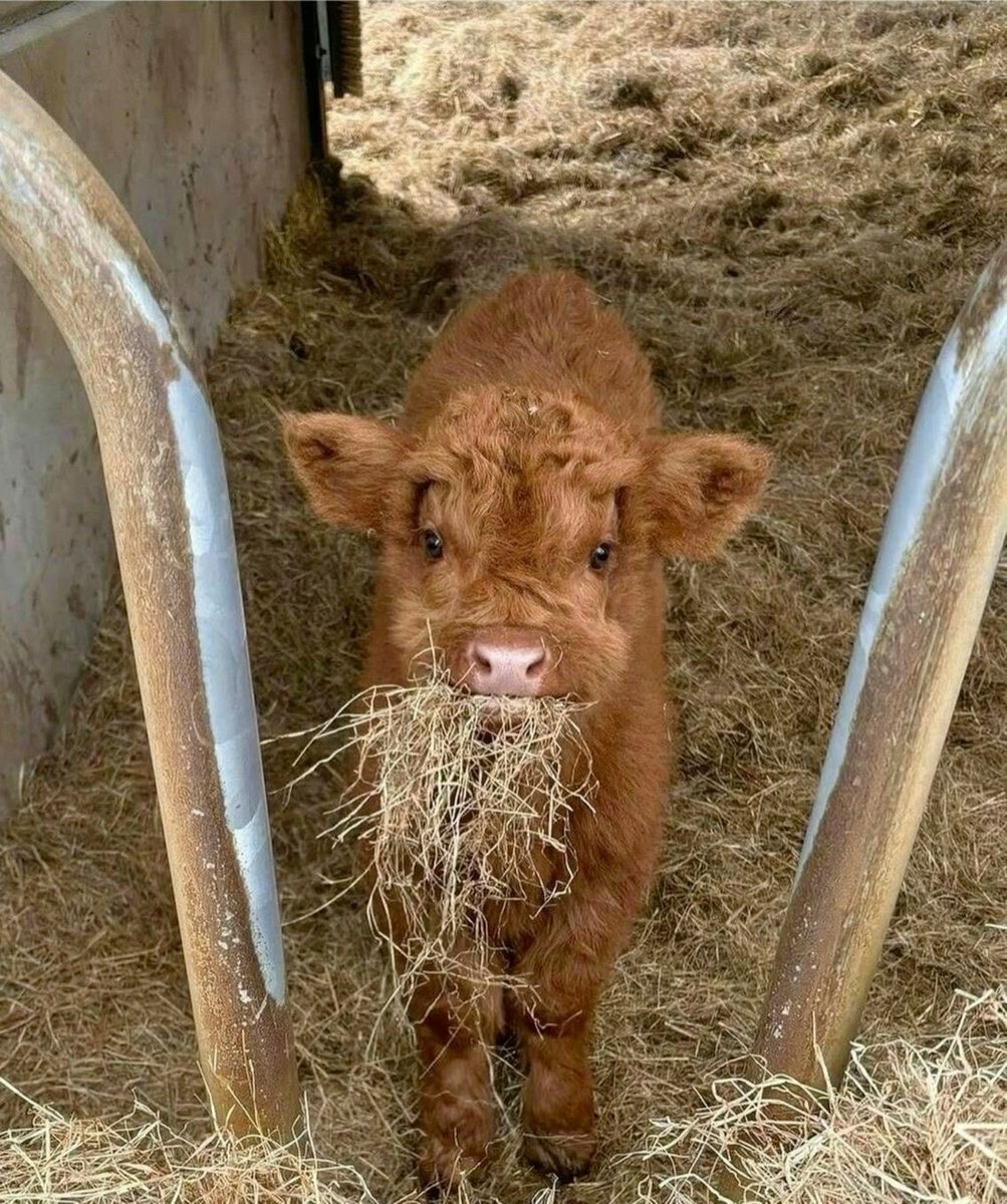 qilqillus's tweet photo. 10월 2일은    >>세계 농장동물의 날<< 

🐷..🐮..🐔..🐤.. https://t.co/72Wxxdby3F