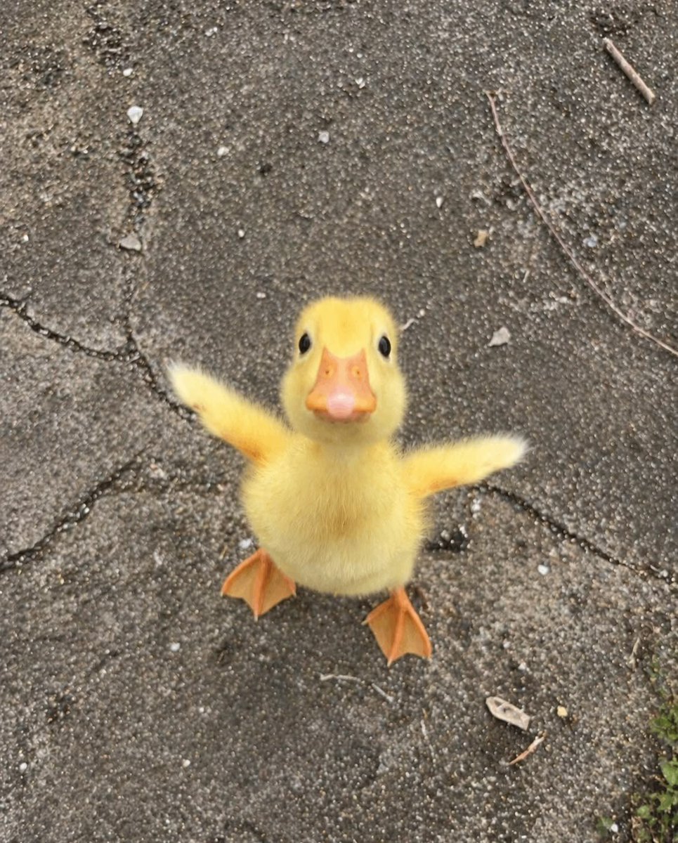 qilqillus's tweet photo. 10월 2일은    >>세계 농장동물의 날<< 

🐷..🐮..🐔..🐤.. https://t.co/72Wxxdby3F