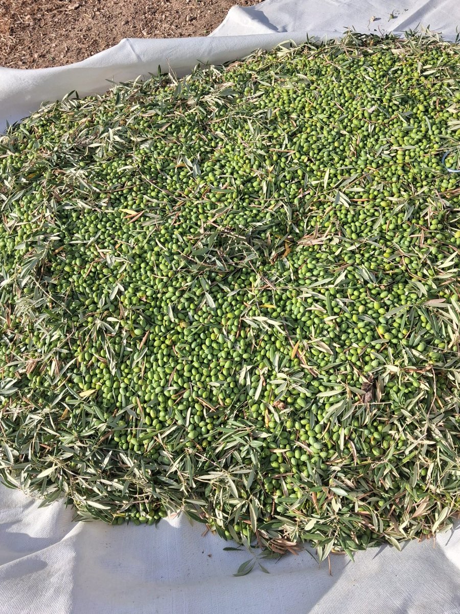Dominus_AOVE's tweet photo. ⭕️ ¡Primicia de campaña!
Ya tenemos nuestro primer mantillo de aceituna verde de la cosecha 2026/27
En los próximos días comenzamos las pruebas en almazara para encontrar el momento óptimo de recolección
El camino hacia el nuevo Dominus Cosecha Temprana comienza hoy 💚 https://t.co/9f26g1OPOn