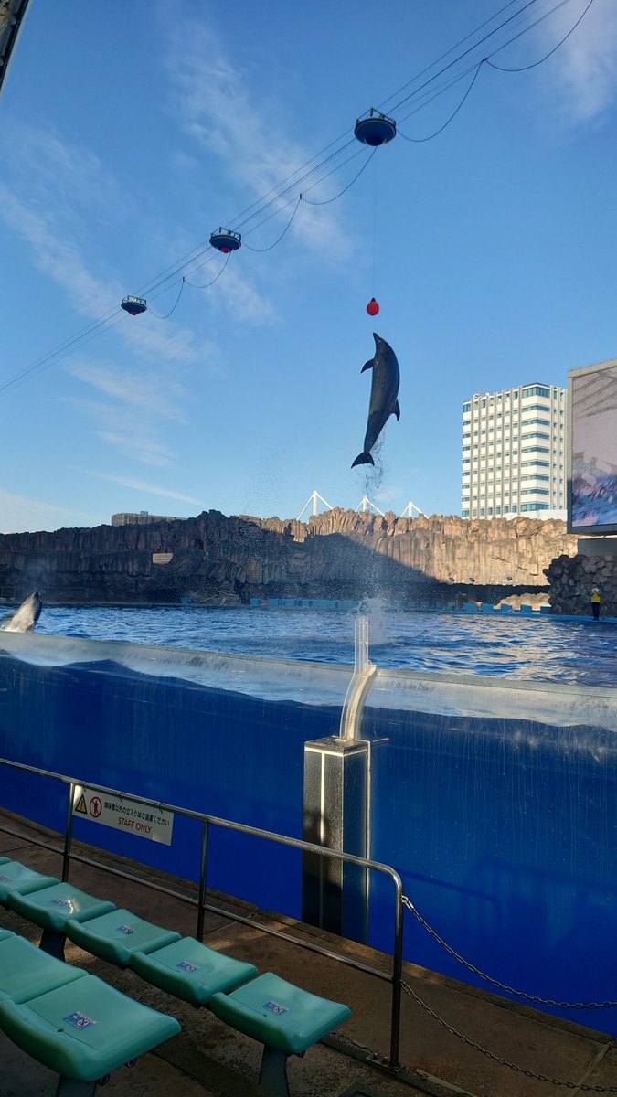 ranfan555's tweet photo. イルカショーすごかった！イワシのトルネードは見れなかったけど満足
＃名古屋水族館 https://t.co/vwoahIa8nV