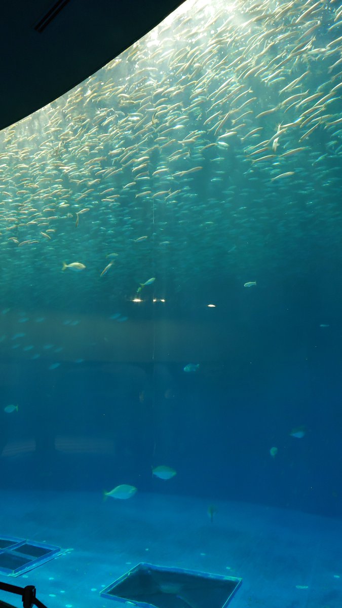 ranfan555's tweet photo. イルカショーすごかった！イワシのトルネードは見れなかったけど満足
＃名古屋水族館 https://t.co/vwoahIa8nV