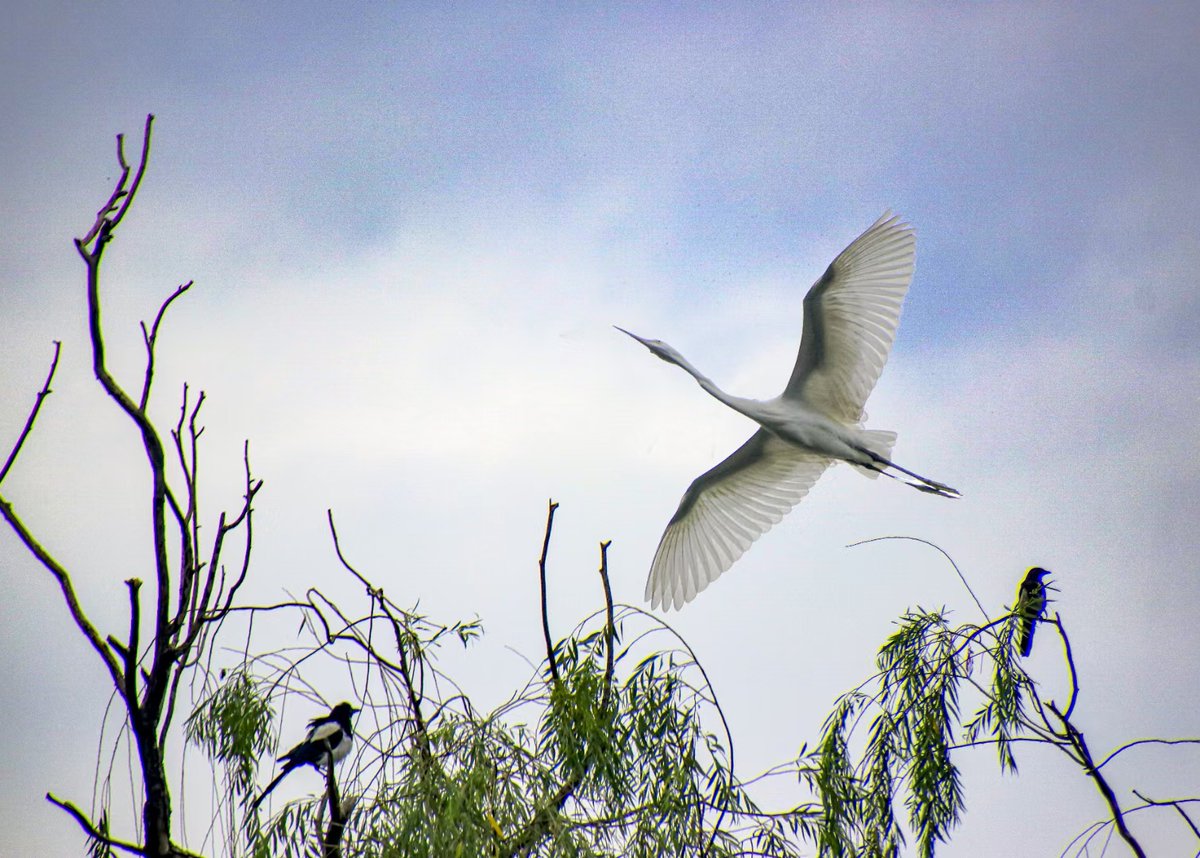 AnthonyGibmsk3's tweet photo. [The Ziq sparrow explorer glides light as breeze, chasing little joys around every corner~] https://t.co/F3yK0hl5fD