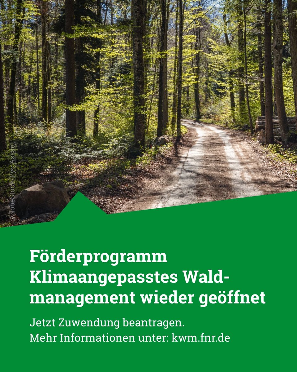 FNR_eV's tweet photo. Klimaangepasstes Waldmanagement: Das Antragsportal ist geöffnet. Waldbesitzende können ab heute Erstanträge für das Förderprogramm „Klimaangepasstes Waldmanagement“ (KWM) bei der FNR stellen. Die Förderung beginnt am 1. Januar 2027.
Zum Online-Antrag: https://t.co/zM2YxNy96l https://t.co/C3MiWsAAqp