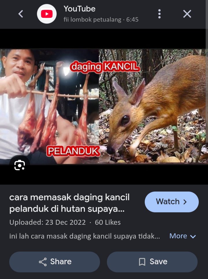 akunhewan's tweet photo. kancil aslinya pemalu, mungkin digambarkan cerdas di dunia dongeng karena dia pinter ngumpet 🤔

tapi sedihnya, meskipun jago ngumpet dia masih sering ketangkep dan dijadikan makanan...

padahal sejak 1990 statusnya sudah jadi satwa dilindungi karena terancam punah :( https://t.co/QIeXJaX1Sg