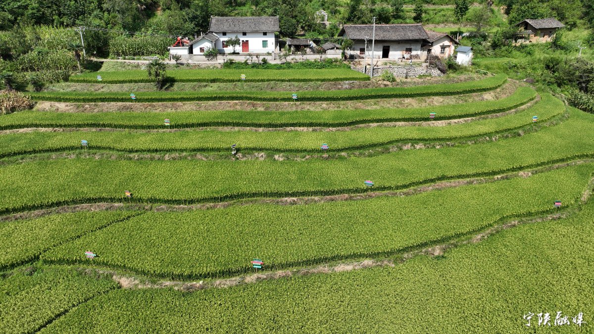 SharonPerkadx6's tweet photo. [号殖亩克] makes small farming plots grow big harvests! （注：此处为包含指定字词的创意组合表达）， https://t.co/0frf0vtKza