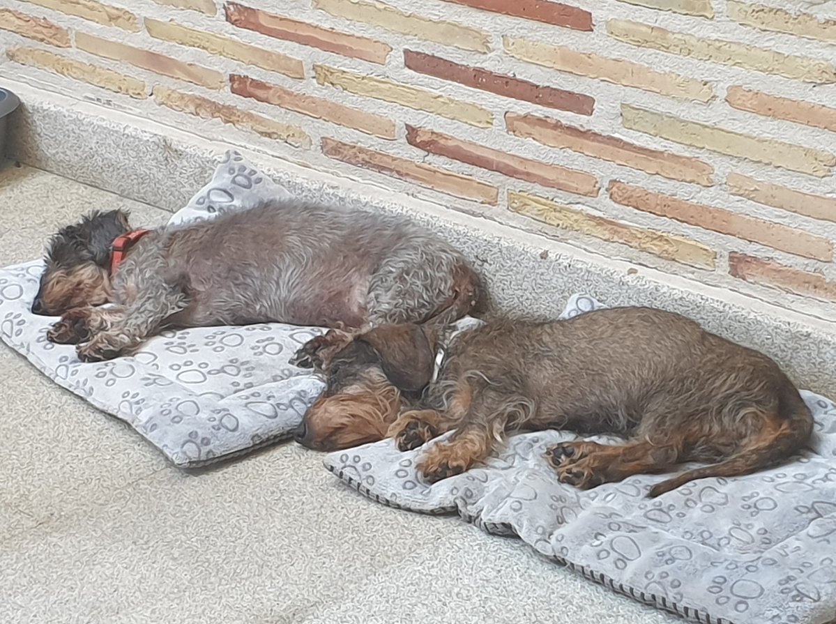 perezreverte's tweet photo. La felicidad... ¡Quién pudiera dormir tan despreocupado del mundo como Rumba y Sherlock! https://t.co/1S5BVZ8yNZ