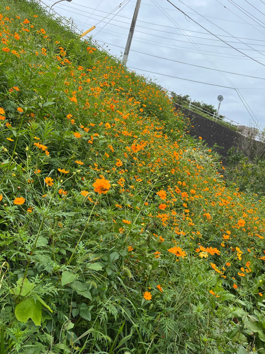 shidakao's tweet photo. 昨日からしばらく雨降らない
って思ってたのに夜中にザ〜ザ〜の雨音
朝も曇ってたけどすぐに晴れてきました
散歩道も秋の花コスモス咲いてたけど
このコスモスはキバナコスモス
散歩道だと黄色よりオレンジばっかり
オレンジでも黄色かな？
黄色だったらオレンジじゃなくて
レモンだろ❗️
あれっ⁉️ https://t.co/TbwDsEnDnx