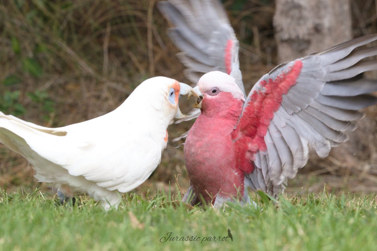 jurassic_parrot tweet picture