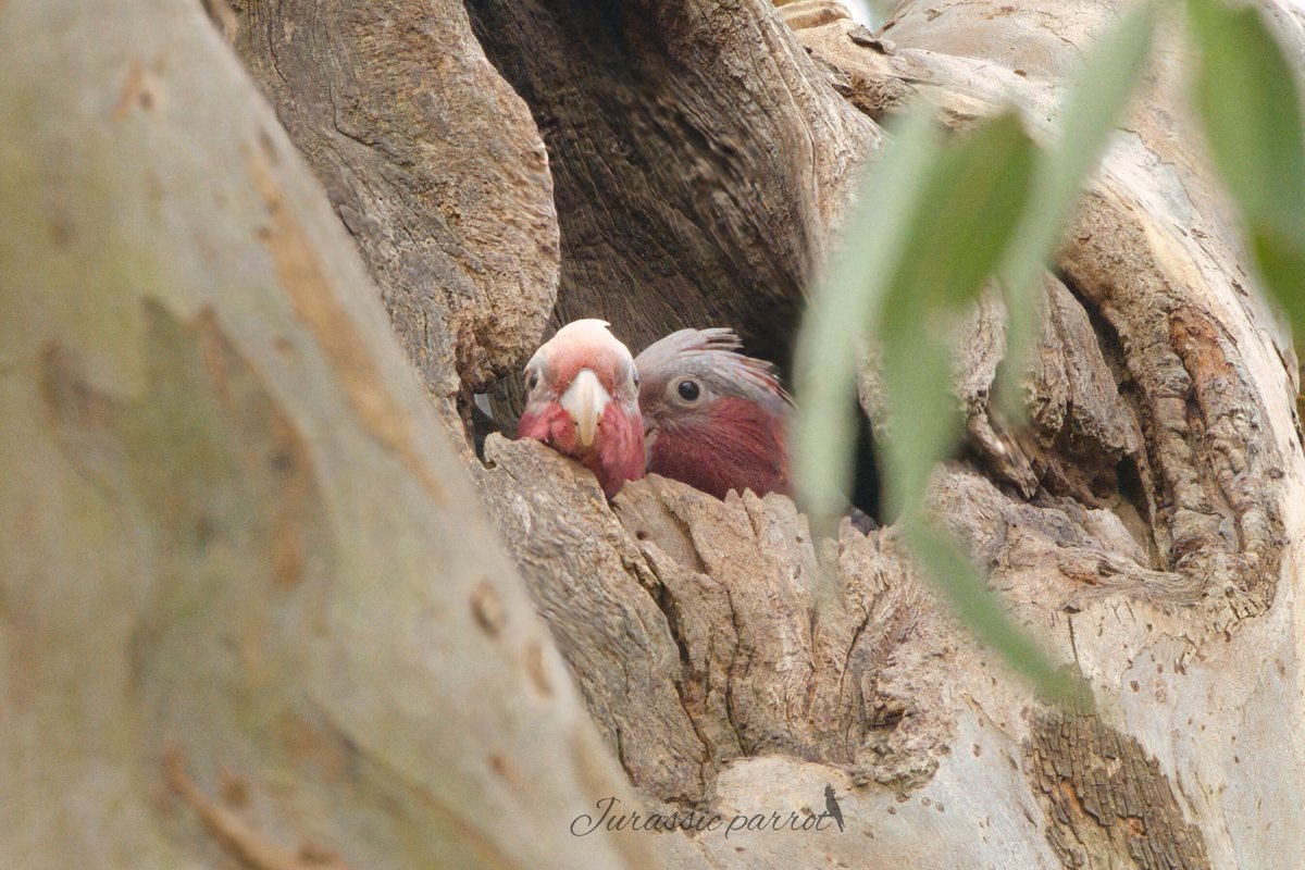 jurassic_parrot tweet picture