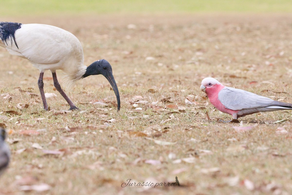 jurassic_parrot tweet picture