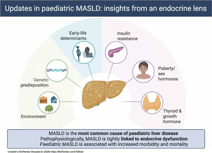 a_garciahermoso's tweet photo. 🧒🫀 Actualización sobre MASLD

🆕 Revisión:
🔹 Asociada a obesidad y diabetes tipo 2
🔹 Puede comenzar a edades tempranas
🔹 La pubertad es un periodo vulnerable
🔹 El estilo de vida es clave

🔗 https://t.co/ZVmPeYLVdR https://t.co/TOay3TZkLz